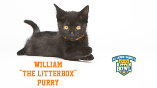 Illustration for article titled Kitten Bowl Player Names, Ranked